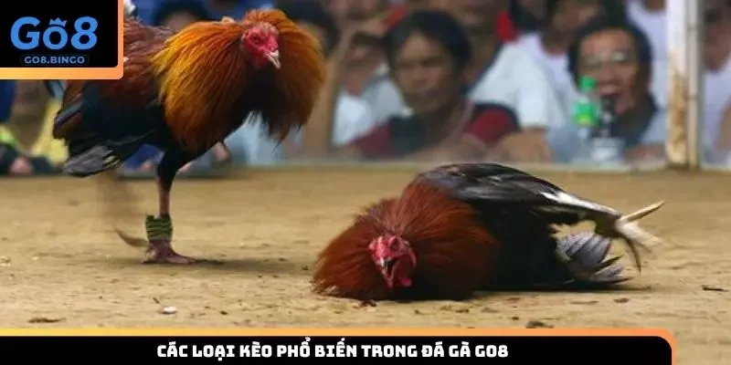 Tìm hiểu những loại kèo cược được nhà cái cung cấp hiện nay