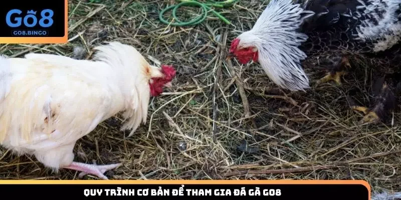 Thao tác cần thực hiện để tham gia thiên đường đá gà đầy hấp dẫn