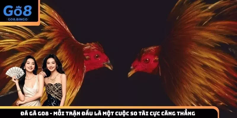 Đá gà Go8